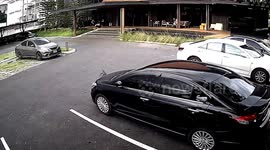 Rampaging monitor lizard sparks panic running into company's office