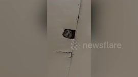 Stuck pet cat pokes head out of hole when lost while catching gecko
