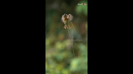 'A Glimpse of Nature's Architect' - Stellar look at 'Baya Weaver' flexing its nest-building behavior