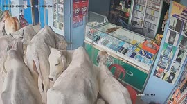 Waiting for an iPhone 15? Curious escaped cows crowd round mobile phone shop