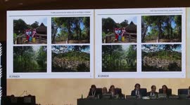 Old tea forests in China's Pu'er listed as world heritage site