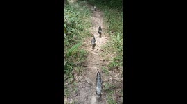Cats walk in single file to go for a swim in forest stream