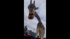 Entitled giraffe casually steals food off tourist's lap during her safari visit