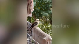 Trou-bird-our! Boyfriend sings to kookaburra on hotel balcony in Australia