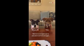 This dynamic doggo duo of food-lovers can't be any more different from each other