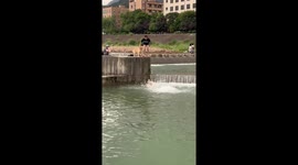 Pet Golden Retrievers leap into river to cool off with their owners