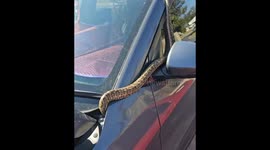 Terrifying moment huge PYTHON slithers out of Aussie motorist's vehicle