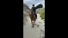 Horse in complete awe of the beach forgets that he has a rider on his back