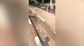 Soldier chases large monitor lizard wandering through military camp