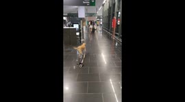 Dog Dances Towards Owner