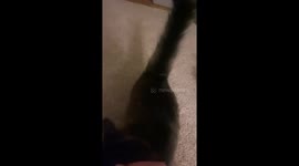 First-Time Cat Owner Learns a Valuable Lesson