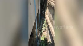 Kind worker saves trapped kitten from narrow space between two houses