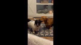 Doxie Pup Chews on His Sister's Ear