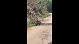 Rescuing A Trapped Calf