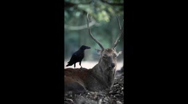 Bird Climbs On Top of Deer's Head