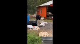 Black Bear Raids The Trash