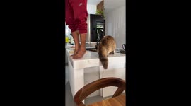 Cowardly Kitty Curious About Construction
