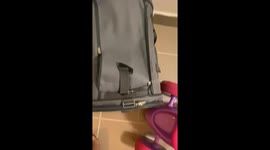 Kitty Suddenly Jumps Straight at the Camera