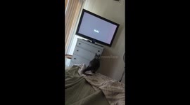 Jumping Is Not His Specialty