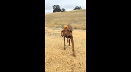 Pup Balances Pumpkin on His Head