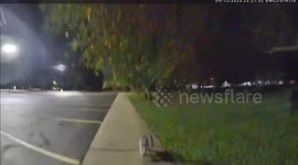 Runaway pet lemur leads Missouri cops on eventful chase