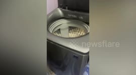 Pet cat snuggles up inside washing machine with clothes