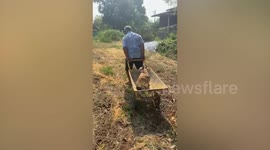 Pet French bulldog sits in wheelbarrow pulled by grandfather