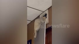 Pet cat climbs through exhaust fan to escape home