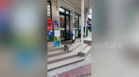 Monkey mafia! Primates raid supermarket to steal bananas on Thai island