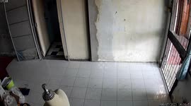 Monitor lizard pushes open unlocked door and scampers through home