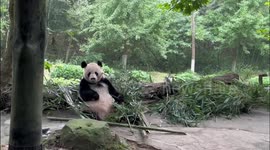 Playful panda sticks its tongue out at a group of zoo visitors in China
