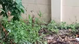 Hero pet dog barks to alert owners of sinister cobra in their garden