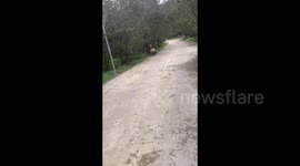 Wild panda spotted roaming village streets before dashing into nearby forest in China