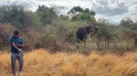 A wounded elephant is pulled out of the forest by showing pieces of pumpkin