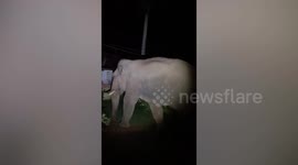 Wild elephant tears down temple wall while looking for food