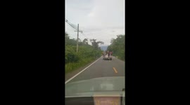 Elephant reaches into passing pickup truck with its trunk to grab food