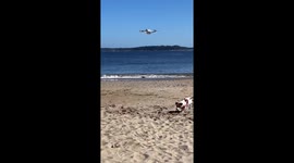Jack Russell terriers' playful pursuit of a beach drone