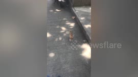 Lost abandoned kitten rescued by motorcycle rider and taken home