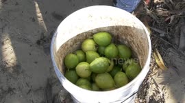 Palestinian farmers collect guava fruits at the start of the annual harvest season, in Khan Younis in the southern Gaza Strip.