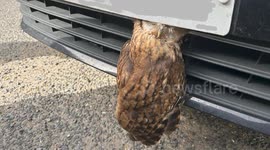 Owl survives after getting head stuck in front grill of a car