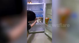 Chubby pet cat refuses to leave fridge on hot afternoon