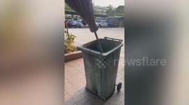 Kind passersby frees monitor lizard stuck in metal drain cover