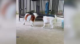All bark, no bite! Pet dogs fight but only behind the safety of kennel bars
