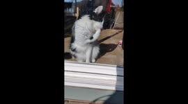 Woman obsessed with her cute cat ditches gardening duty to play with him