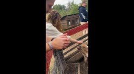 Charming pig at pick your own apple orchard demanding food other than more apples from visitors