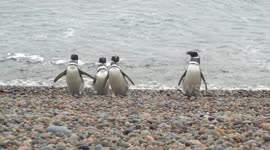 The first penguins of the season began to arrive on the coast of Chubut, Argentina