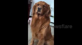 Food-craving golden retriever drools like waterfall while its owner eating ice pop in Hunan, China