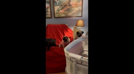 Determined Pup Dives Into Treat-Filled Bassinet