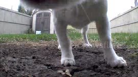 Adorable chihuahua puppy chases bubbles around the yard and knocks over the camera! You'll wanna watch this twice