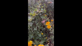'Sunset Spectacle' - Man's stroll through serene park enhanced by magical encounter with Hummingbird Moth